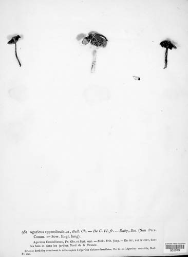 Candolleomyces candolleanus image